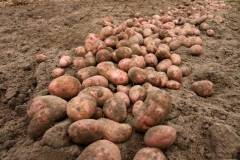 ziemniaki2